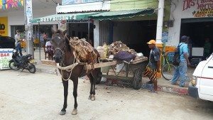 Horse power is still used in construction in Tolu, Columbia